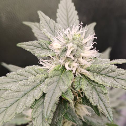Gismo's Mango Cake F1 #1 growlog timeline photo