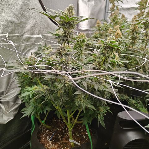 GMC f1 3.4 Fullmoon t63 growlog timeline photo