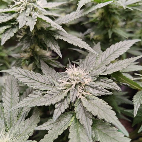 Gismo's Mango Cake F1 #1 growlog timeline photo