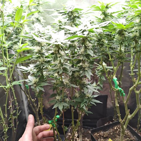 Gismo's Mango Cake F1 #1 growlog timeline photo