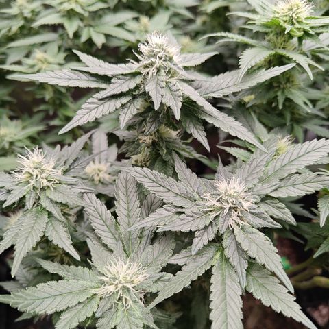 Gismo's Mango Cake F1 #1 growlog timeline photo