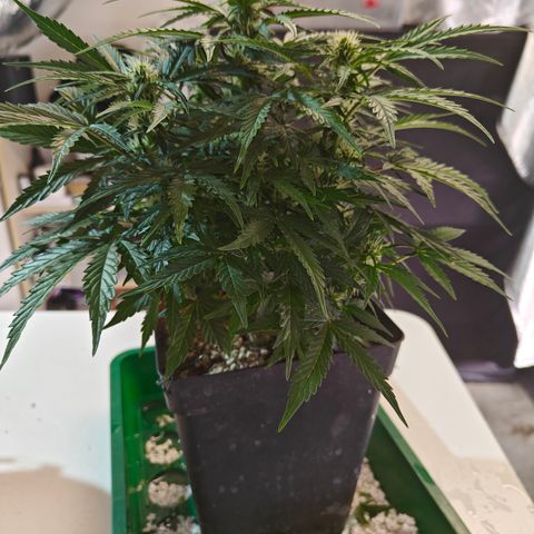 DC Auto growlog timeline photo