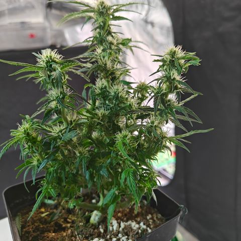 DC Auto growlog timeline photo
