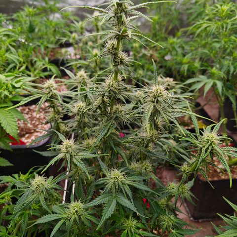 DC Auto growlog timeline photo