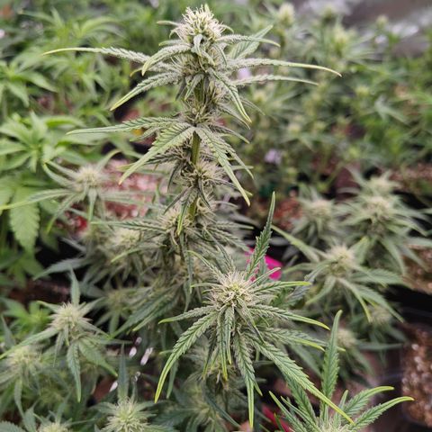 DC Auto growlog timeline photo