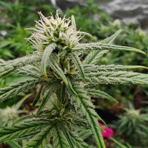 DC Auto growlog timeline photo