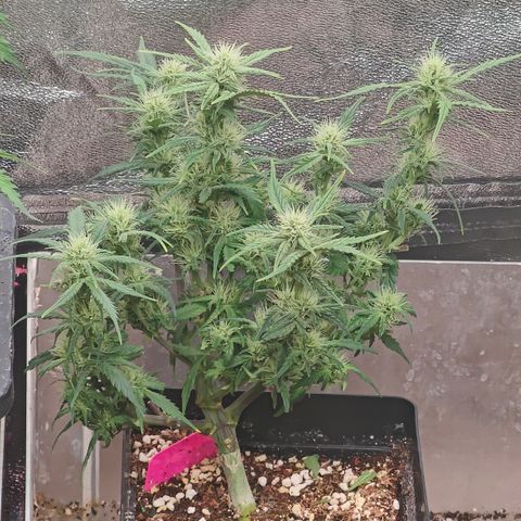 DC Auto growlog timeline photo