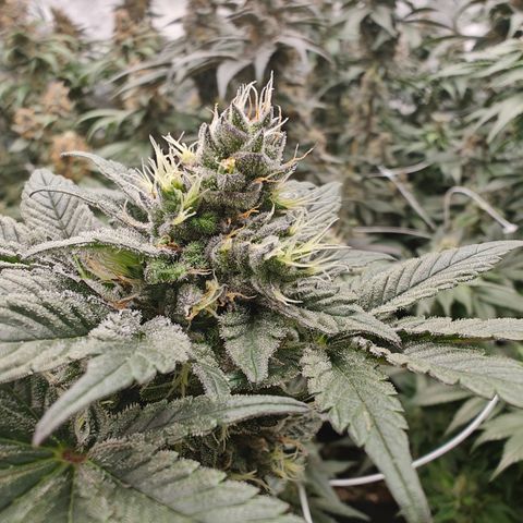 GMC f1 3.4 Fullmoon t63 growlog timeline photo