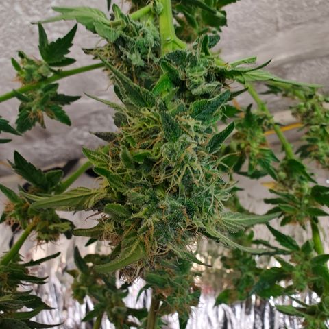 GMC f1 3.4 Fullmoon t63 growlog timeline photo