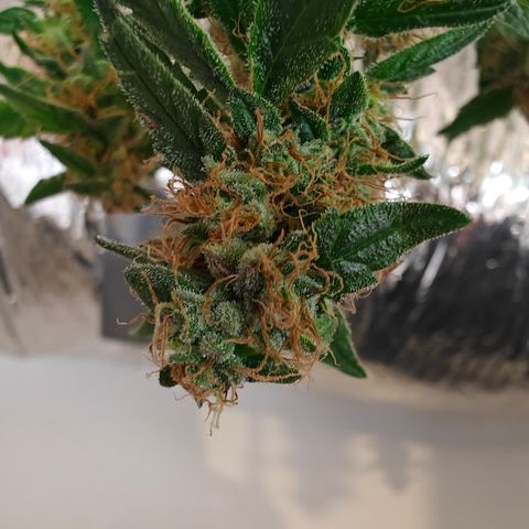 GMC f1 3.4 Fullmoon t63 growlog timeline photo