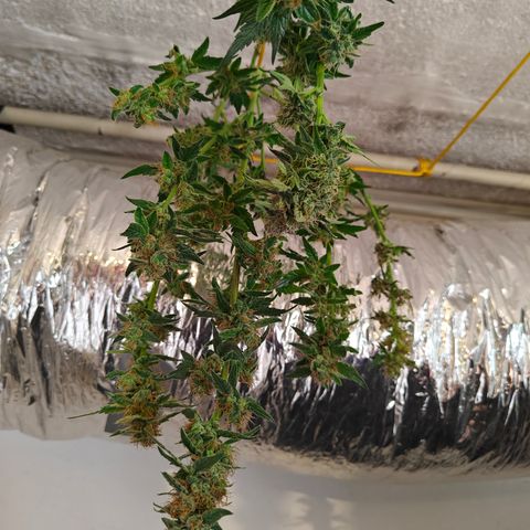 GMC f1 3.4 Fullmoon t63 growlog timeline photo