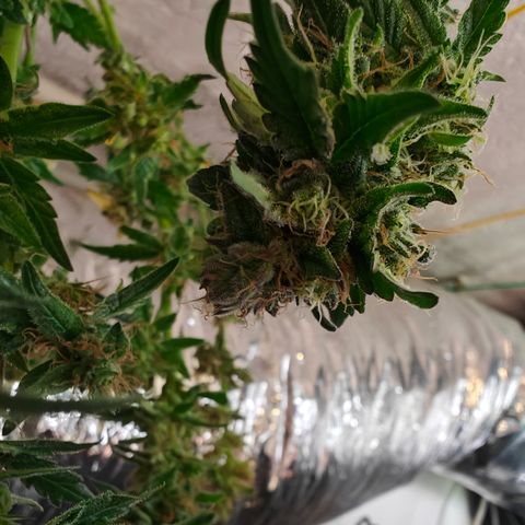 GMC f1 3.4 Fullmoon t63 growlog timeline photo