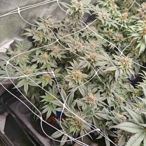 GMC f1 3.4 Fullmoon t63 growlog timeline photo
