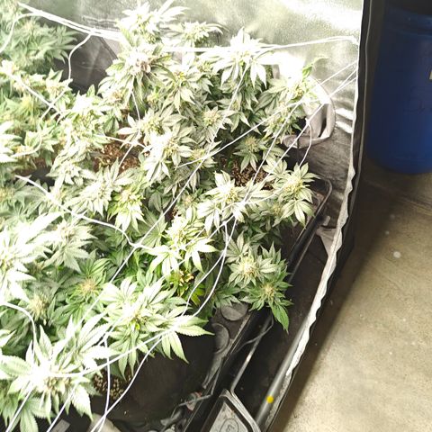 GMC f1 3.4 Fullmoon t63 growlog timeline photo