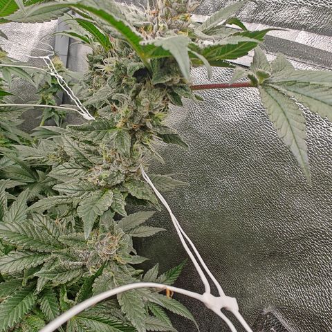 GMC f1 3.4 Fullmoon t63 growlog timeline photo