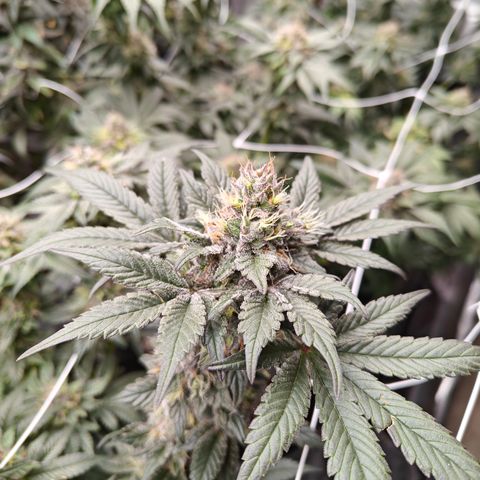 GMC f1 3.4 Fullmoon t63 growlog timeline photo