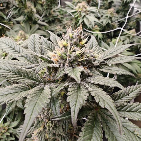 GMC f1 3.4 Fullmoon t63 growlog timeline photo