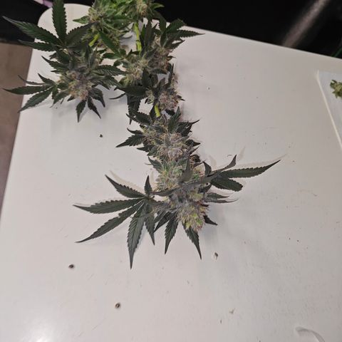 GMC f1 3.4 Fullmoon t63 growlog timeline photo