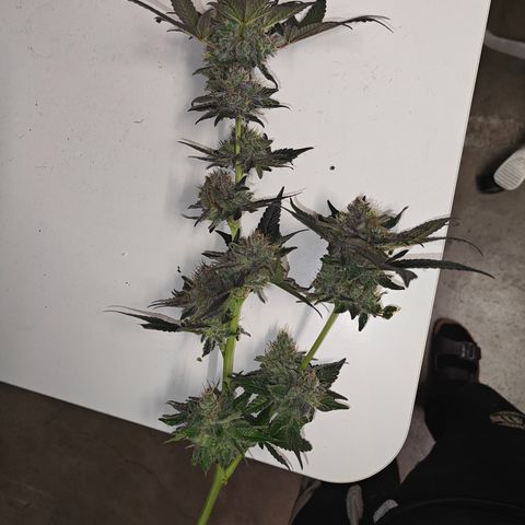 GMC f1 3.4 Fullmoon t63 growlog timeline photo