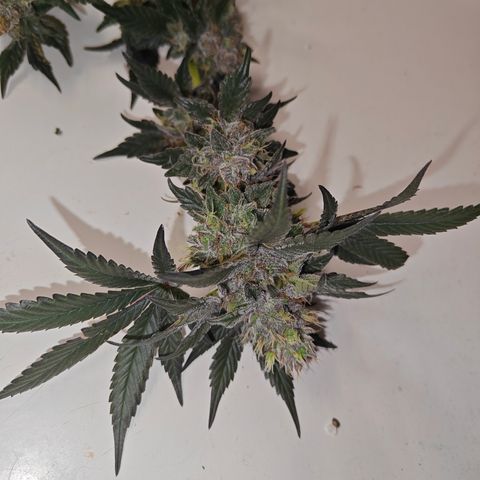 GMC f1 3.4 Fullmoon t63 growlog timeline photo