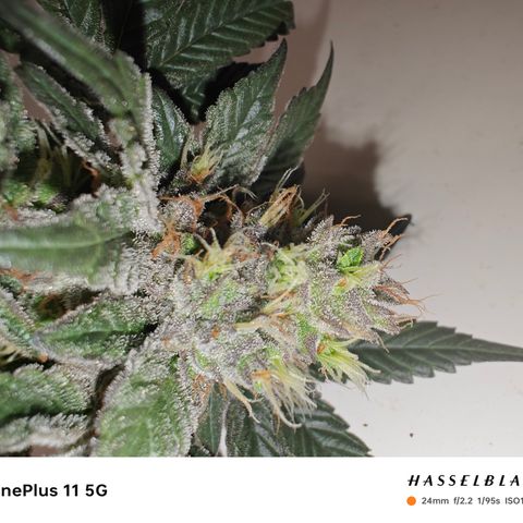 GMC f1 3.4 Fullmoon t63 growlog timeline photo