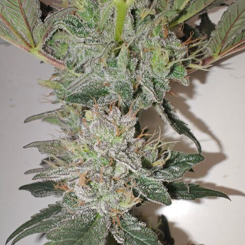 GMC f1 3.4 Fullmoon t63 growlog timeline photo