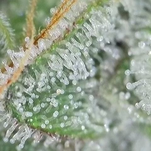 GMC f1 3.4 Fullmoon t63 growlog timeline photo