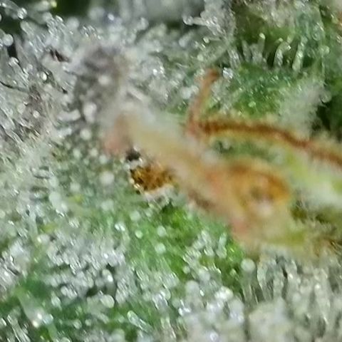 GMC f1 3.4 Fullmoon t63 growlog timeline photo