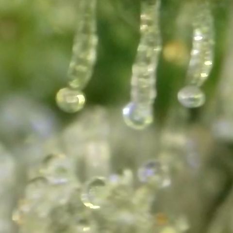 GMC f1 3.4 Fullmoon t63 growlog timeline photo