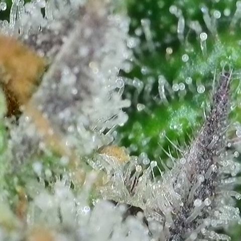 GMC f1 3.4 Fullmoon t63 growlog timeline photo
