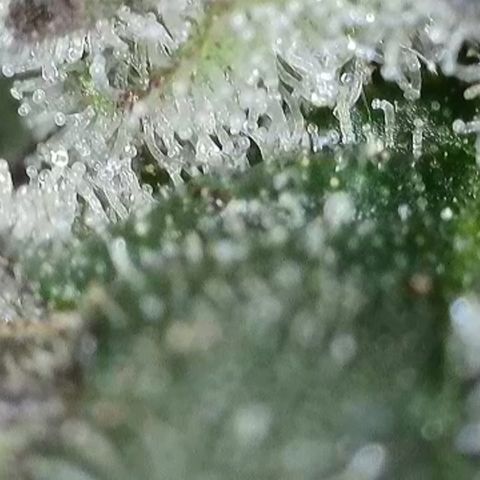 GMC f1 3.4 Fullmoon t63 growlog timeline photo