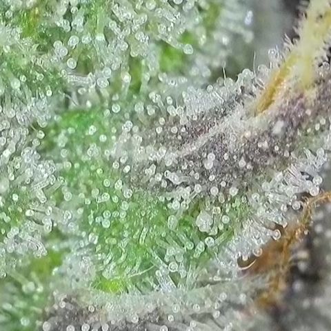 GMC f1 3.4 Fullmoon t63 growlog timeline photo