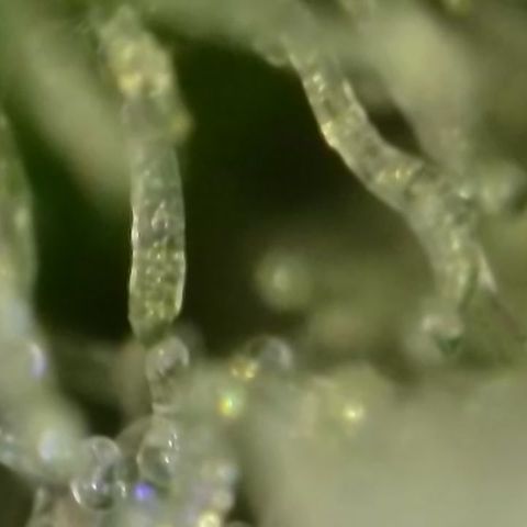 GMC f1 3.4 Fullmoon t63 growlog timeline photo