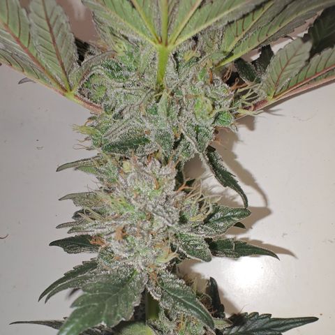 GMC f1 3.4 Fullmoon t63 growlog timeline photo