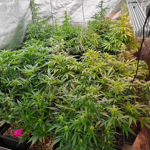 DC Auto growlog timeline photo
