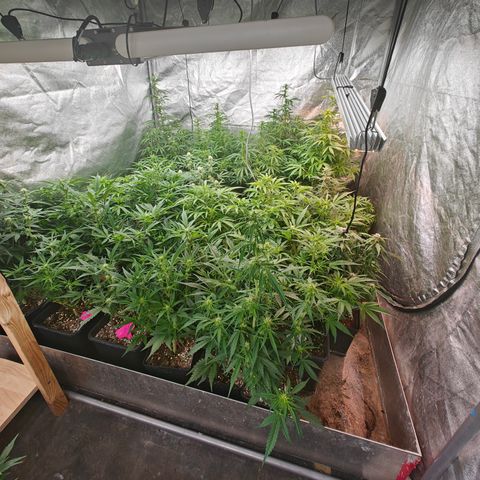 DC Auto growlog timeline photo