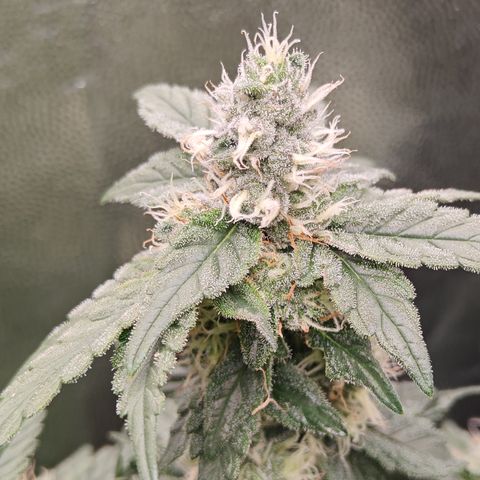 Gismo's Mango Cake F1 #1 growlog timeline photo