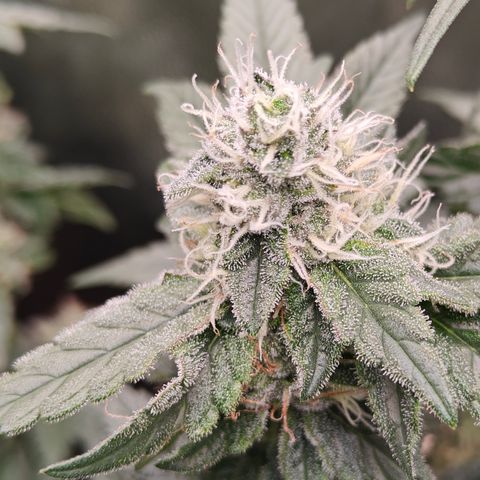 Gismo's Mango Cake F1 #1 growlog timeline photo