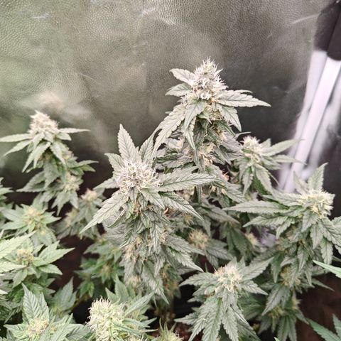 Gismo's Mango Cake F1 #1 growlog timeline photo