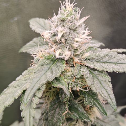Gismo's Mango Cake F1 #1 growlog timeline photo