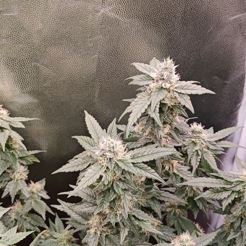 Gismo's Mango Cake F1 #1 growlog timeline photo