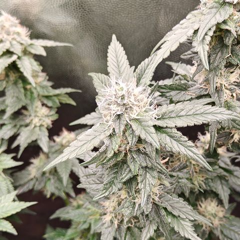 Gismo's Mango Cake F1 #1 growlog timeline photo