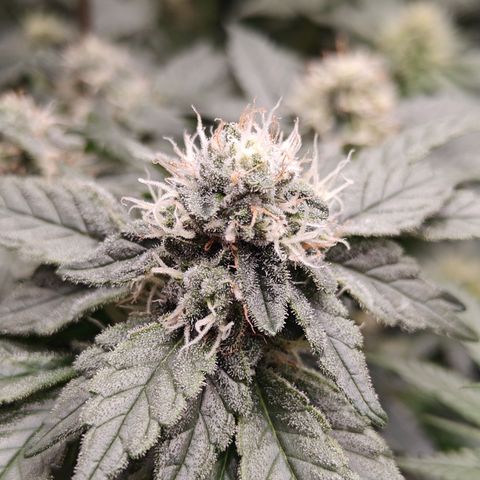 Gismo's Mango Cake F1 #1 growlog timeline photo