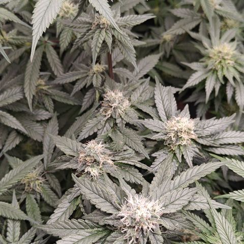 Gismo's Mango Cake F1 #1 growlog timeline photo