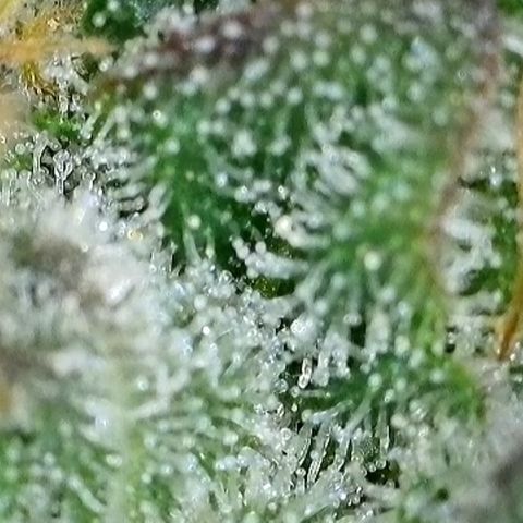 GMC f1 3.4 Fullmoon t63 growlog timeline photo