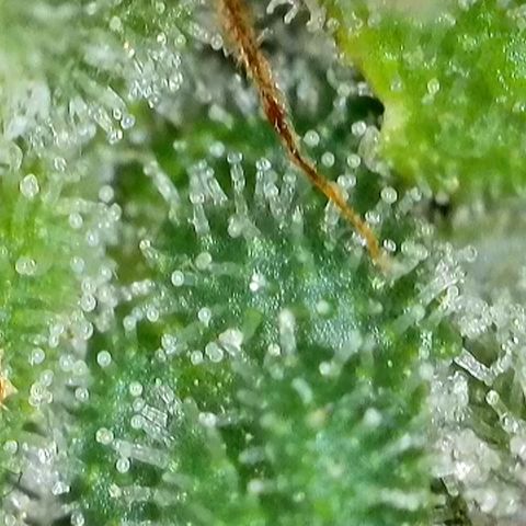 GMC f1 3.4 Fullmoon t63 growlog timeline photo