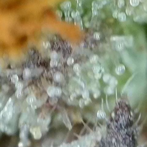 GMC f1 3.4 Fullmoon t63 growlog timeline photo
