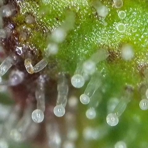 GMC f1 3.4 Fullmoon t63 growlog timeline photo