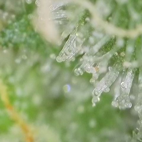 GMC f1 3.4 Fullmoon t63 growlog timeline photo
