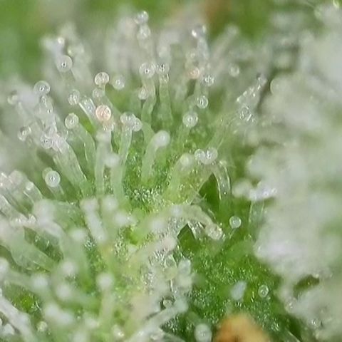 GMC f1 3.4 Fullmoon t63 growlog timeline photo